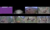 Thumbnail of birdfeederbirdnestinglivestream