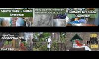 Thumbnail of birdfeederbirdnestinglivestream