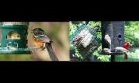 birdfeederbirdnestinglivestream