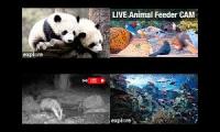 Thumbnail of Nature pandas and other animals mashup