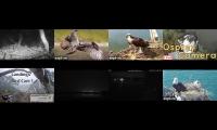 birdfeederbirdnestinglivestream