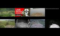 birdfeederbirdnestinglivestream