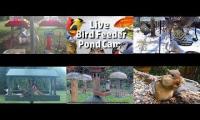 Thumbnail of birdfeederbirdnestinglivestream