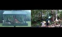 birdfeederbirdnestinglivestream