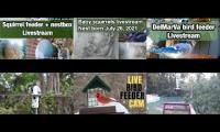 Thumbnail of birdfeederbirdnestinglivestream