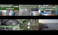 Thumbnail of birdfeederbirdnestinglivestream