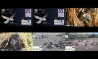 Thumbnail of birdfeederbirdnestinglivestream