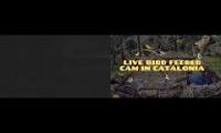 birdfeederbirdnestinglivestream