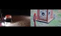 birdfeederbirdnestinglivestream