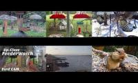 birdfeederbirdnestinglivestream