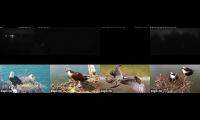 birdfeederbirdnestinglivestream