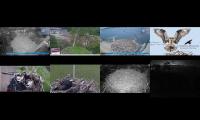 birdfeederbirdnestinglivestream
