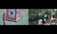Thumbnail of birdfeederbirdnestinglivestream