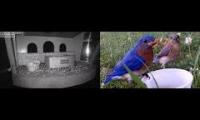 birdfeederbirdnestinglivestream