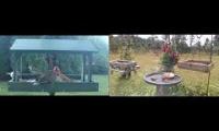 birdfeederbirdnestinglivestream