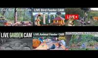 Thumbnail of birdfeederbirdnestinglivestream