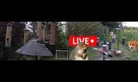 birdfeederbirdnestinglivestream