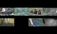 birdfeederbirdnestinglivestream