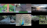 birdfeederbirdnestinglivestream
