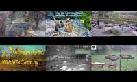 birdfeederbirdnestinglivestream