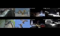 birdfeederbirdnestinglivestream