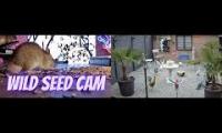 birdfeederbirdnestinglivestream