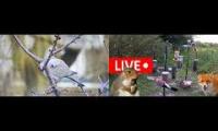 Thumbnail of birdfeederbirdnestinglivestream