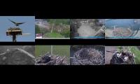 birdfeederbirdnestinglivestream
