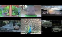Thumbnail of birdfeederbirdnestinglivestream