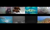 beautifulearthanimalslivestream