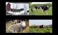 Thumbnail of Live Farm Cams In Watkins Glen New York