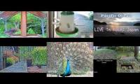 Thumbnail of beautifulearthanimalslivestream
