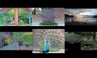 beautifulearthanimalslivestream