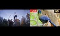beautifulearthanimalslivestream