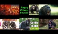 For use during Chimpouts