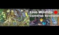 Thumbnail of beautifulearthanimalslivestream