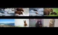 Thumbnail of Brooks Falls Bears  Live Streams