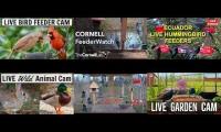 Thumbnail of beautifulearthanimalslivestream