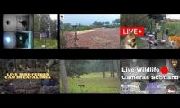 beautifulearthanimalslivestream