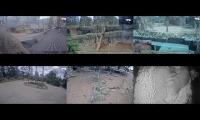 Melbourne Zoo Live Webcam