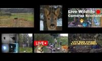 beautifulearthanimalslivestream