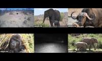 beautifulearthanimalslivestream