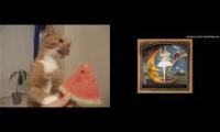Cat eating watermelon as Tutu ED plays
