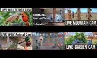 Beautifulearthanimalslivestream