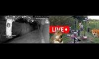 Beautifulearthanimalslivestream