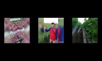Hasil Aplikasi pupuk organik Eco Farming pada Bawang Merah#Shorts,Aplikasi Pupuk Organik Eco Farming