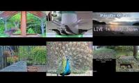 Thumbnail of Beautifulearthanimalslivestream