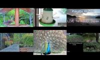 Thumbnail of Beautifulearthanimalslivestream