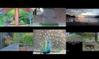 Thumbnail of Beautifulearthanimalslivestream