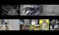 Thumbnail of Beautifulearthanimalslivestream